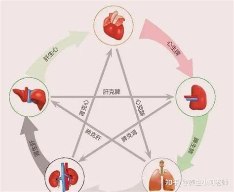 五行 胃|中医蕴含的五行学说，五脏之间的关系